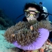 anemonefish_pink_l_gll_h_0042_kom0050.jpg